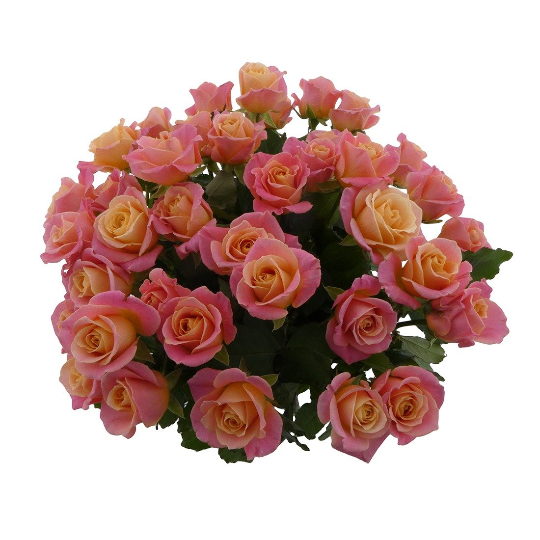 fotostudio flower rose productfotografie
