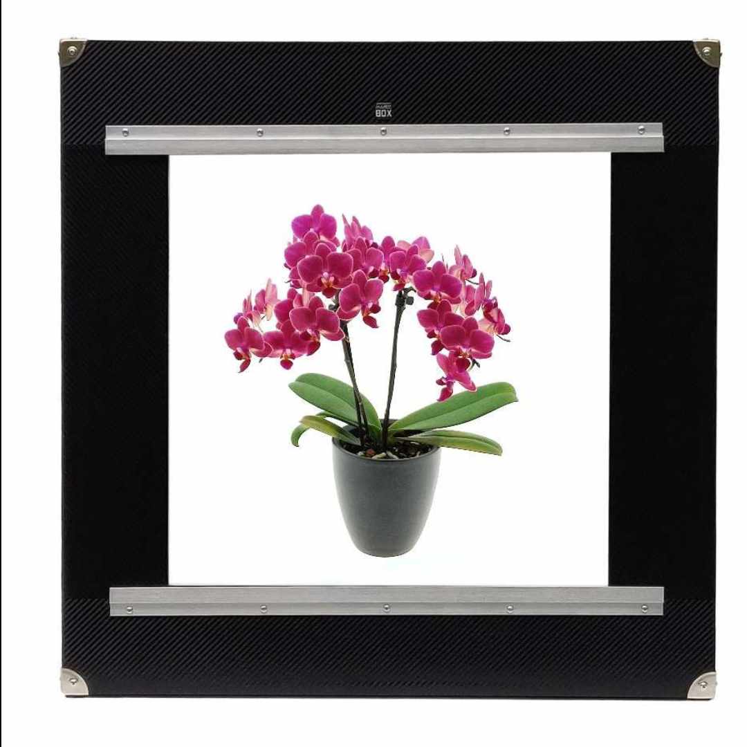 Produktfotografie: Blumen und Pflanzen Produktfotografie: Blumen und Pflanzen