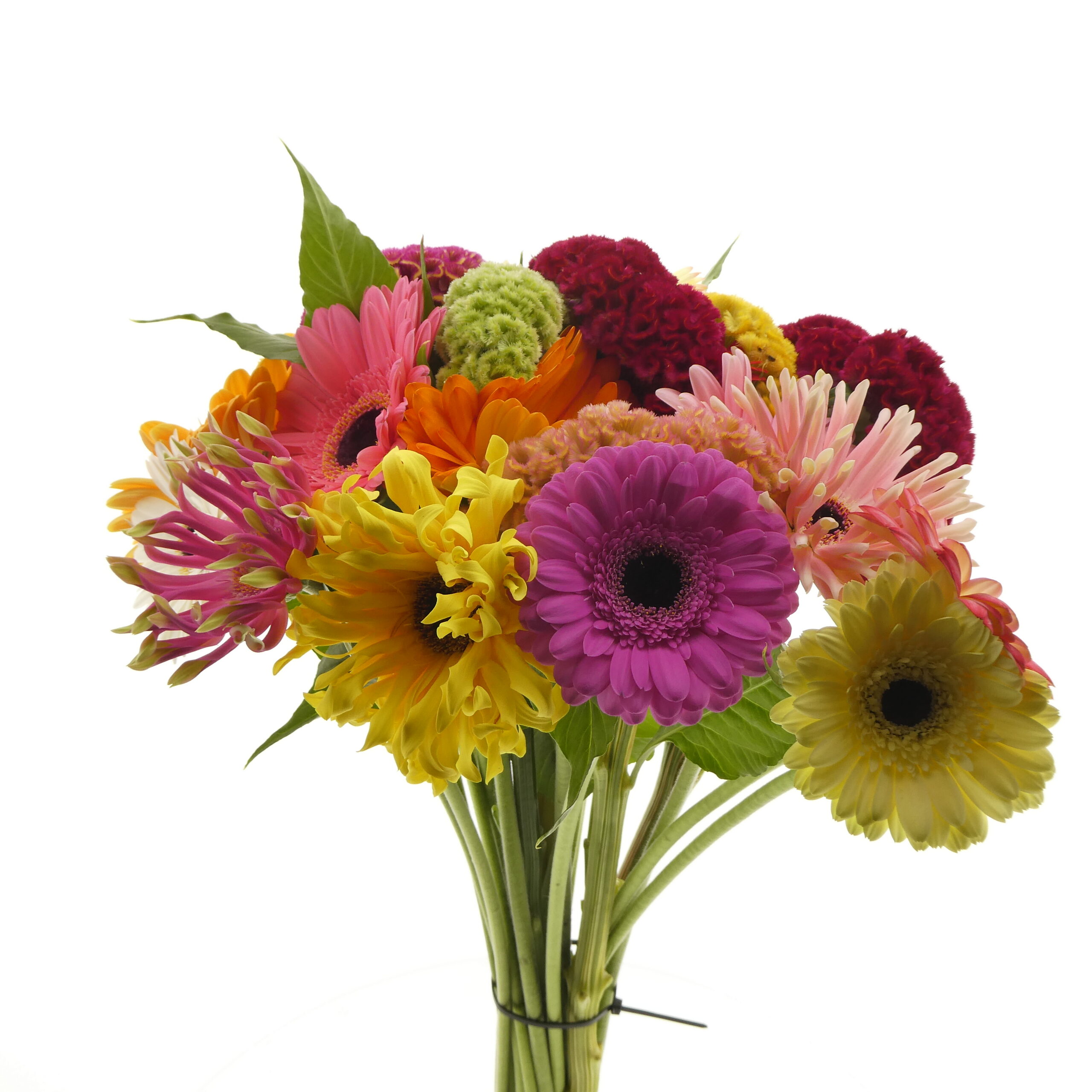 productfotografie bloemen en planten